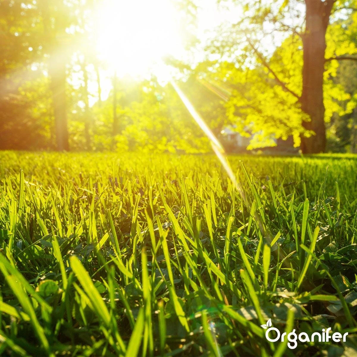 Gazonmest All-In-One (10Kg - Voor 200m2) Voor Een Diepgroen Sterk Gazon Zonder Mos En Onkruid - Complete Meststof Met Kalk En Grasversterker - Organifer - Afbeelding 6