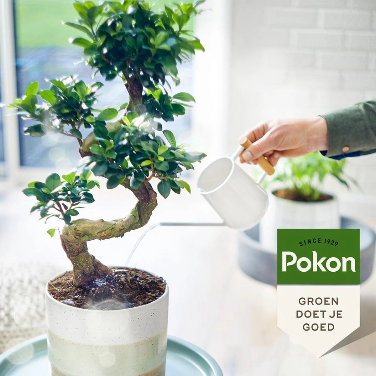 Pokon Bio Bonsai Voeding - 250ml - Plantenvoeding (bio) - 7ml Per 1L Water - Afbeelding 5