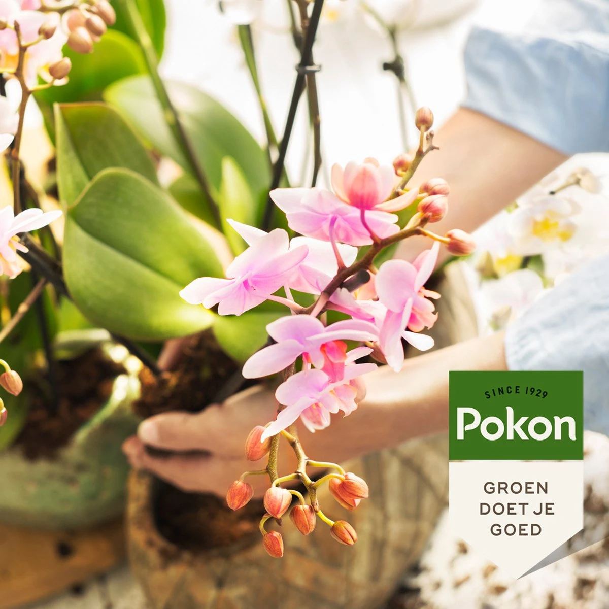 Pokon Orchidee Voeding - 250ml - Plantenvoeding - 10ml Per 1L Water - Afbeelding 5