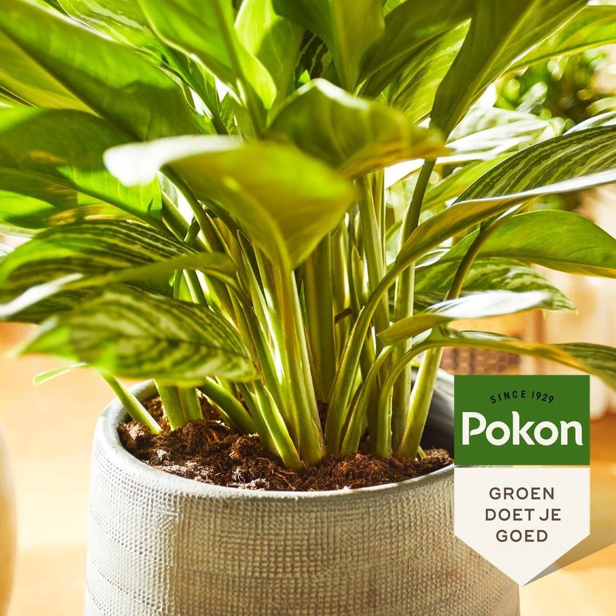 Pokon Groene Planten Voeding - 500ml - Plantenvoeding - 20ml Per 1L Water - Afbeelding 4