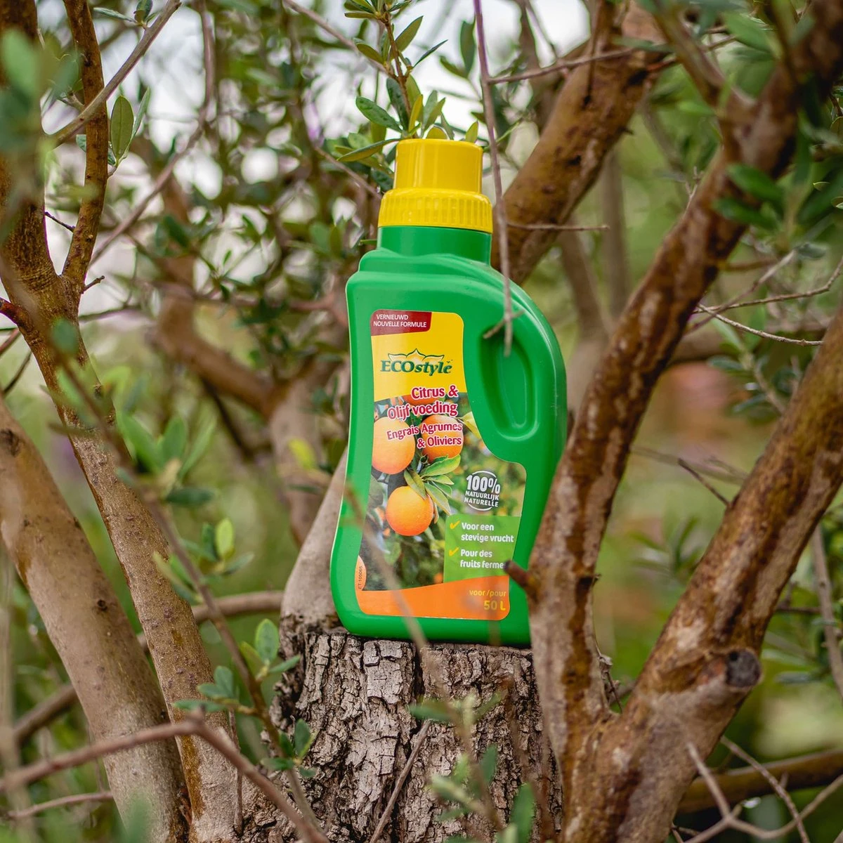 ECOstyle Citrus & Olijf Voeding - Stevige Vrucht - Langdurige Werking - Voor Alle Mediterrane Planten En Bomen 500 ML - Afbeelding 3