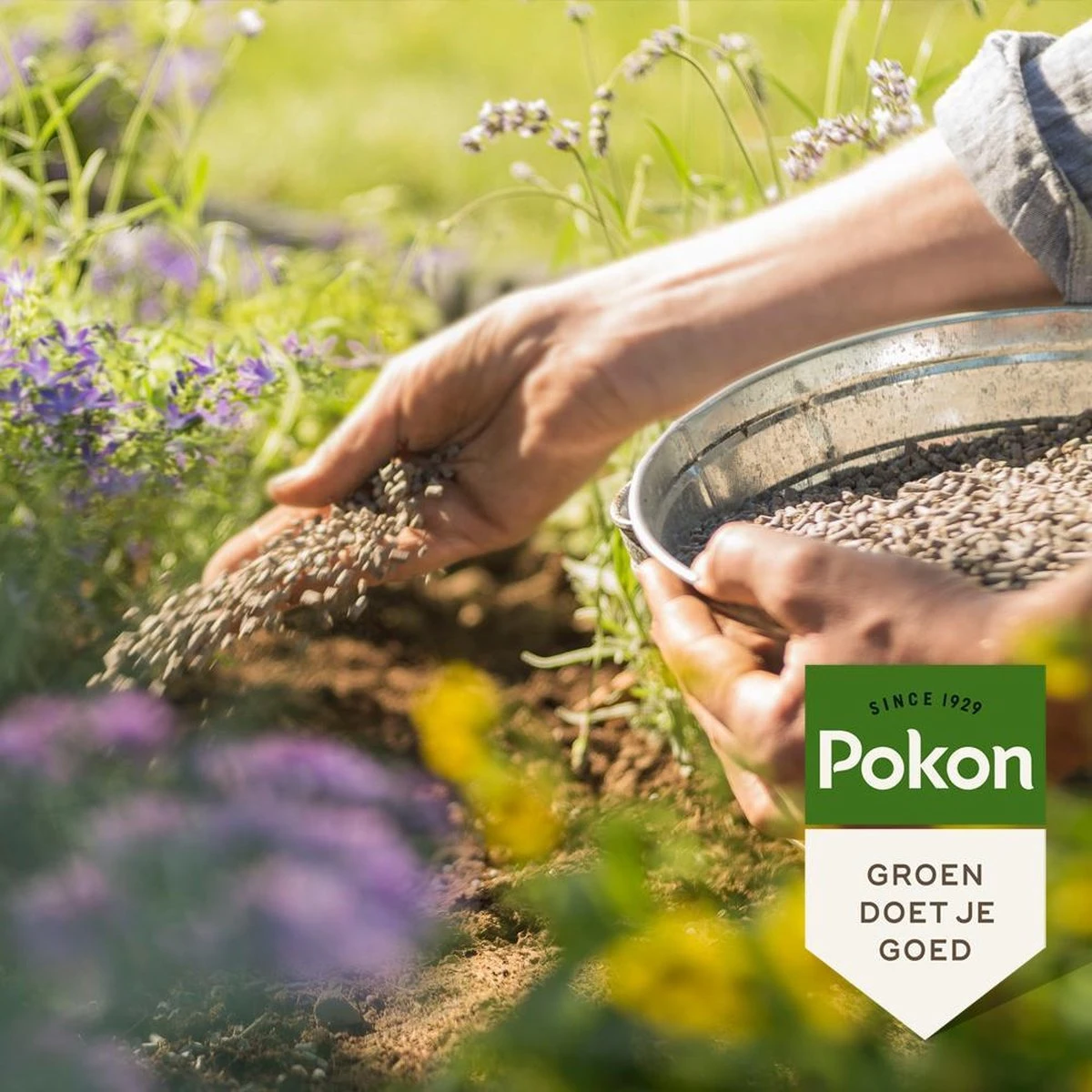 Pokon Tuinmest - 1kg - Meststof - 3-in-1 Werking - Afbeelding 4