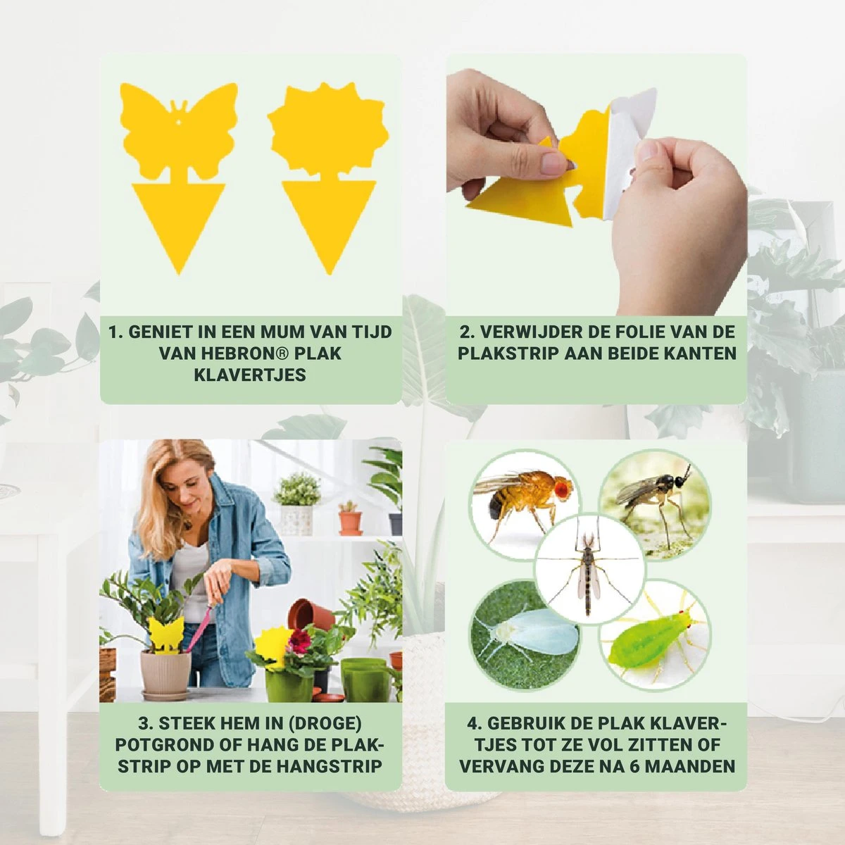 Rouwvliegjes Bestrijden 15 Stuks - Vliegenvanger - Insectenvanger - Lijmval - Vangplaten - Plak Klavertjes Tegen Rouwvliegen En Trips - Vangkaarten - Hebron® - Afbeelding 6