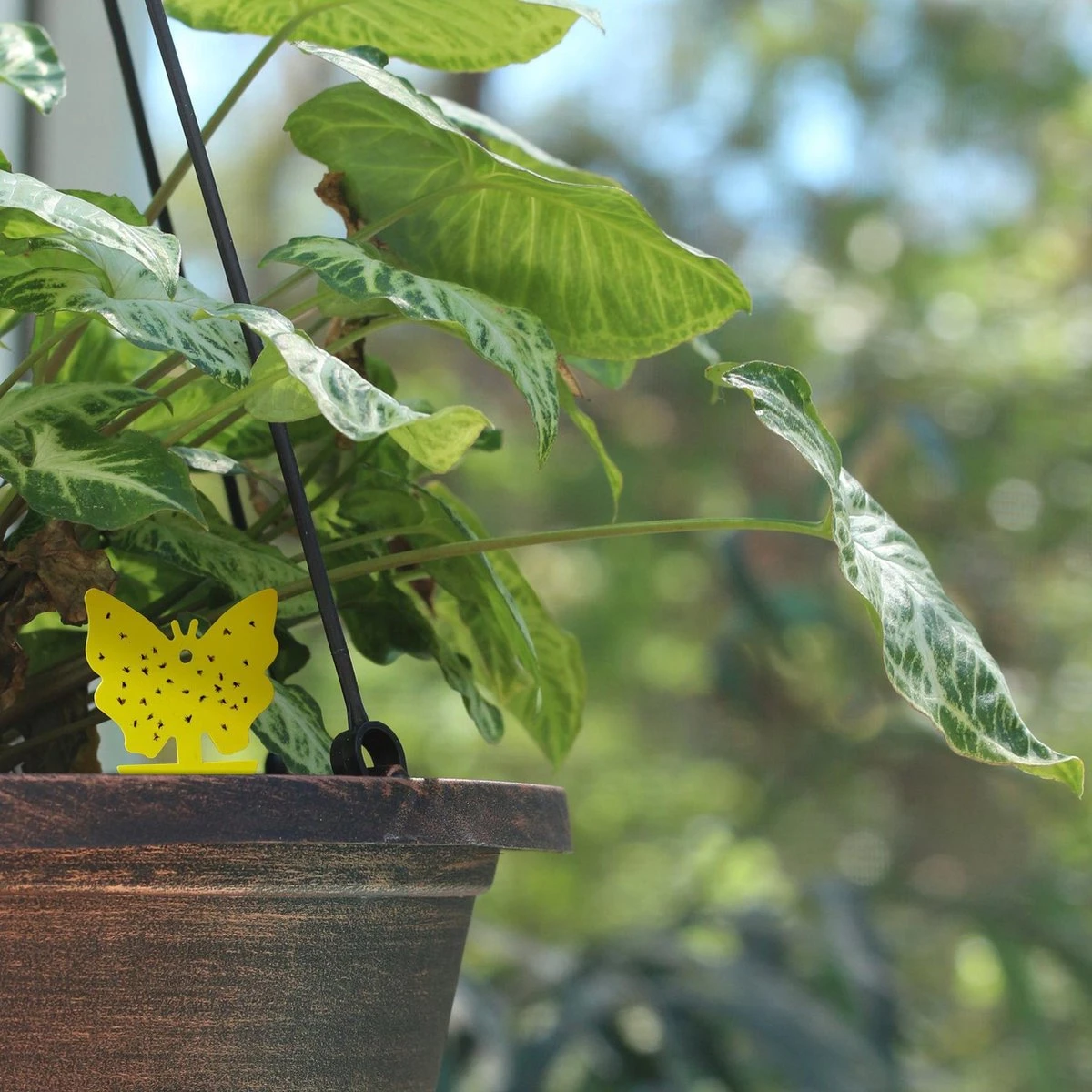 Rouwvliegjes Bestrijden 15 Stuks - Vliegenvanger - Insectenvanger - Lijmval - Vangplaten - Plak Klavertjes Tegen Rouwvliegen En Trips - Vangkaarten - Hebron® - Afbeelding 7
