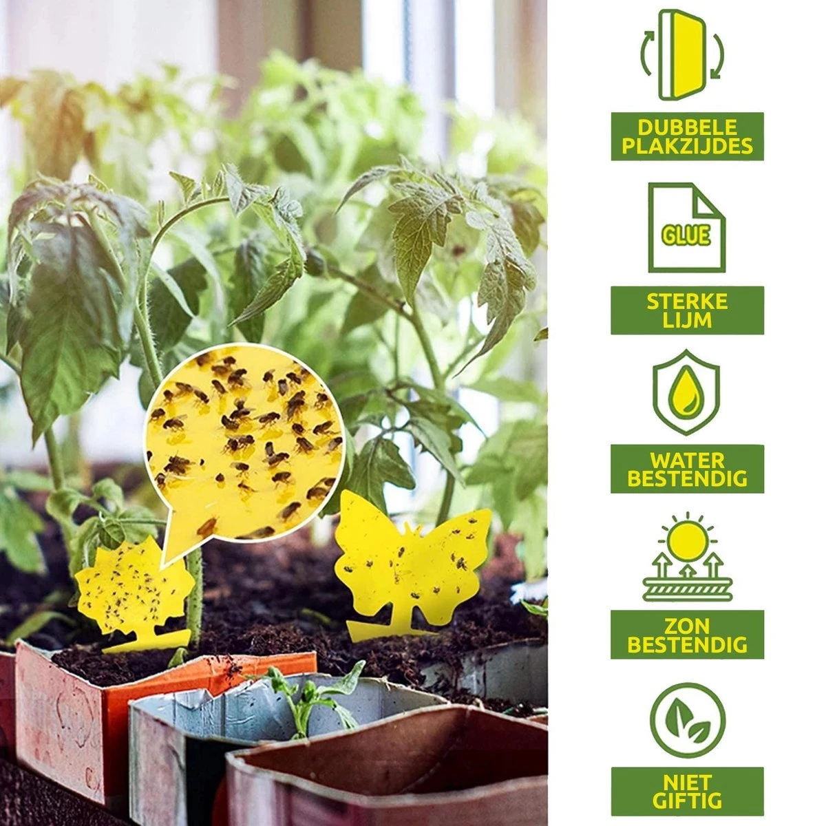 Merkloos Dayshake Rouwvliegjes Vangkaarten 24 Stuks - Vliegenvanger Plak Klavertjes - Fruitvliegjes Vanger - Varenrouwmug Bestrijden - Afbeelding 4