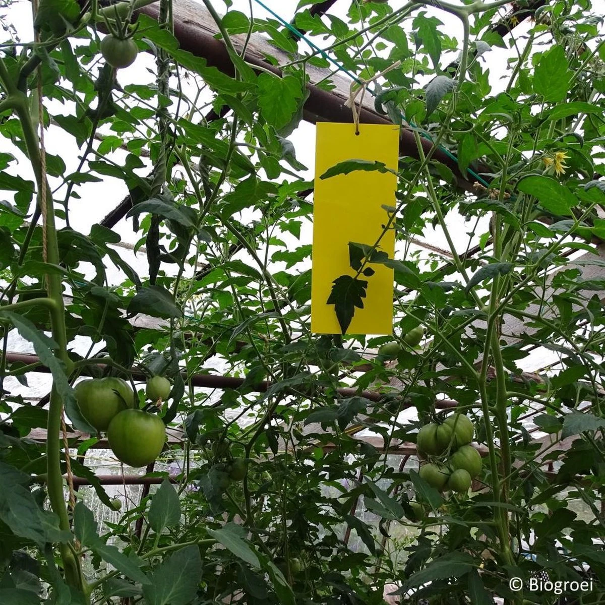 Biogroei Gele Vangplaten - Ongedierteval - 10 Stuks - 10cmx25cm - Tegen Rouwvliegjes, Trips, Witte Vlieg En Vliegende Bladluis - Afbeelding 3