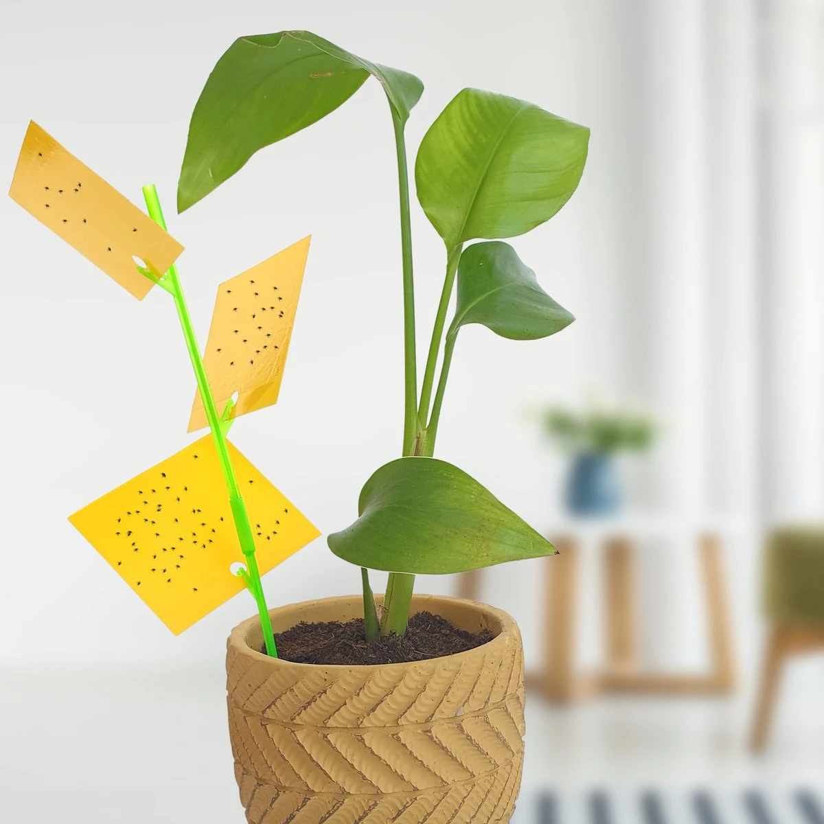 Aniway® - Fruitvliegjes Vanger - 40 Stuks (20 X 2) - Rouwvliegjes Bestrijden - Rouwvliegjes - Sterke Kleefkracht - Voor Buiten En Binnen - Afbeelding 2