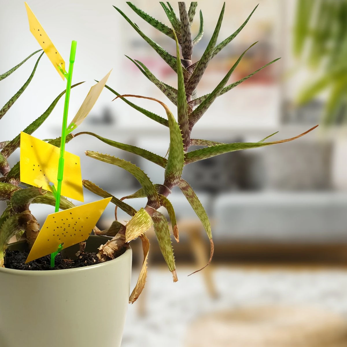 Aniway® - Fruitvliegjes Vanger - 40 Stuks (20 X 2) - Rouwvliegjes Bestrijden - Rouwvliegjes - Sterke Kleefkracht - Voor Buiten En Binnen - Afbeelding 7