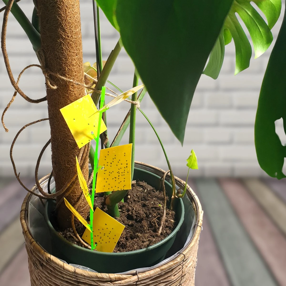 Aniway® - Fruitvliegjes Vanger - 40 Stuks (20 X 2) - Rouwvliegjes Bestrijden - Rouwvliegjes - Sterke Kleefkracht - Voor Buiten En Binnen - Afbeelding 8