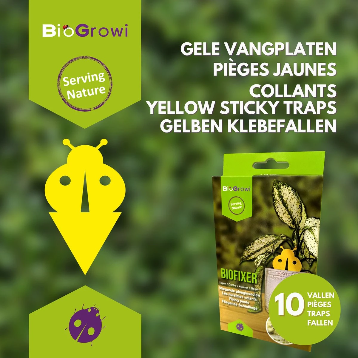 Biofixer - 10 Vangkaartjes - Rouwvliegjes Bestrijden - Varenrouwmug Bestrijden - Vangplaatjes Tegen Rouwvliegjes - Plakstrips - Vangplaten - Afbeelding 2