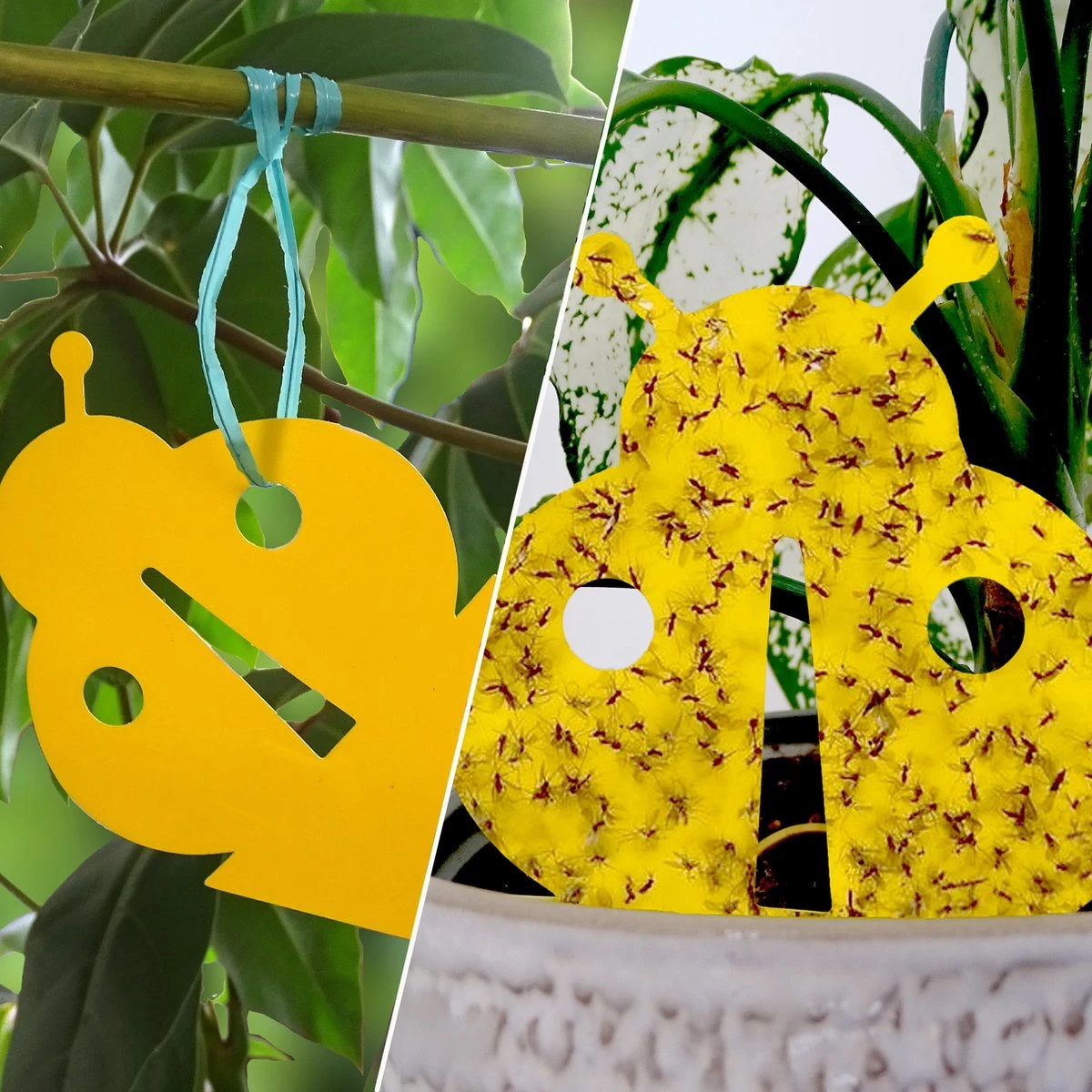 Biofixer - 10 Vangkaartjes - Rouwvliegjes Bestrijden - Varenrouwmug Bestrijden - Vangplaatjes Tegen Rouwvliegjes - Plakstrips - Vangplaten - Afbeelding 6