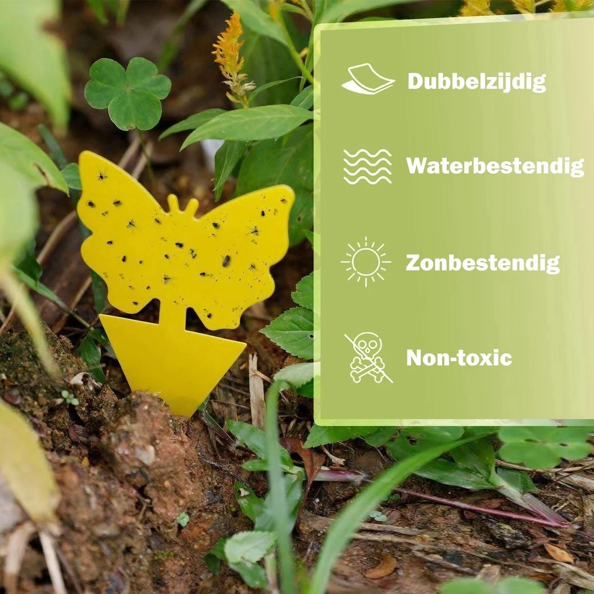 Professor Q - Rouwvliegjes Bestrijden - Fruitvliegjes Vanger - Fruitvlieg - Vliegenvanger - Insectenvanger Tegen Rouwvliegen - Vangplaten - 24 Stuks - Afbeelding 2