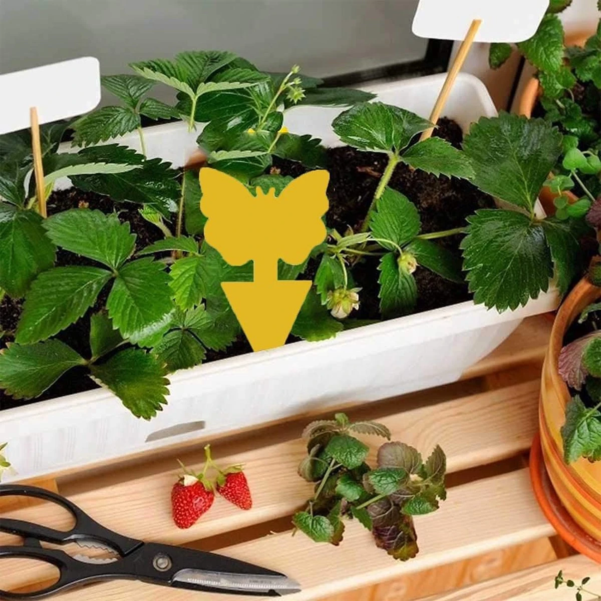 Professor Q - Rouwvliegjes Bestrijden - Fruitvliegjes Vanger - Fruitvlieg - Vliegenvanger - Insectenvanger Tegen Rouwvliegen - Vangplaten - 24 Stuks - Afbeelding 6