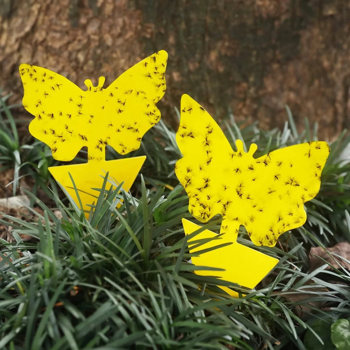 Rouwvliegjes Bestrijden - Fruitvliegjes Vanger - Varenrouwmug Bestrijden - Vangplaten - Afbeelding 3