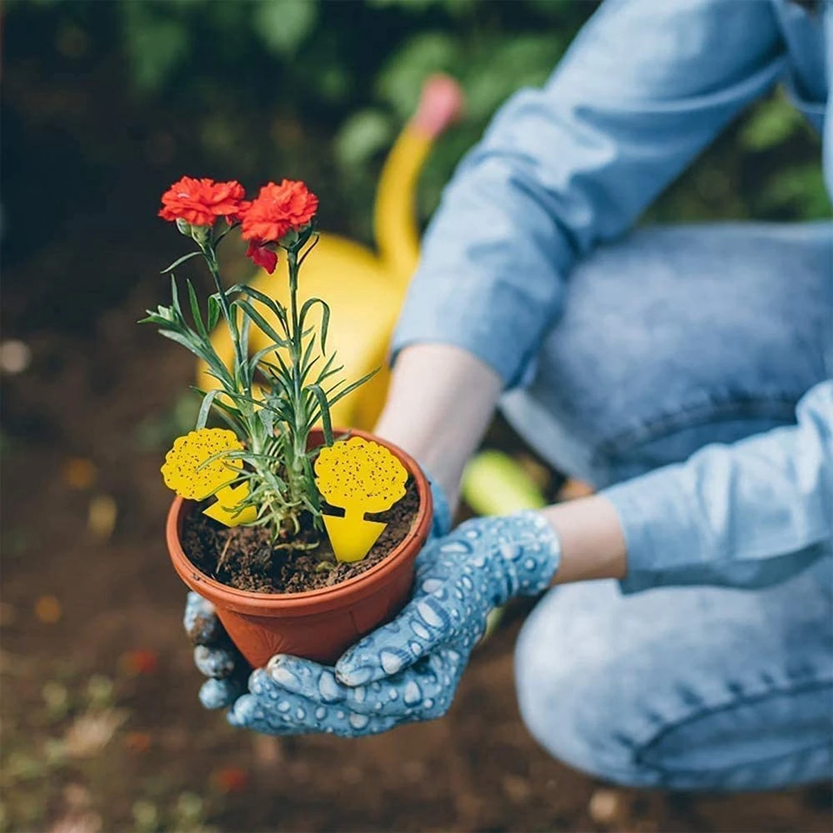 Rouwvliegjes Bestrijden - Fruitvliegjes Vanger - Varenrouwmug Bestrijden - Vangplaten - Afbeelding 5