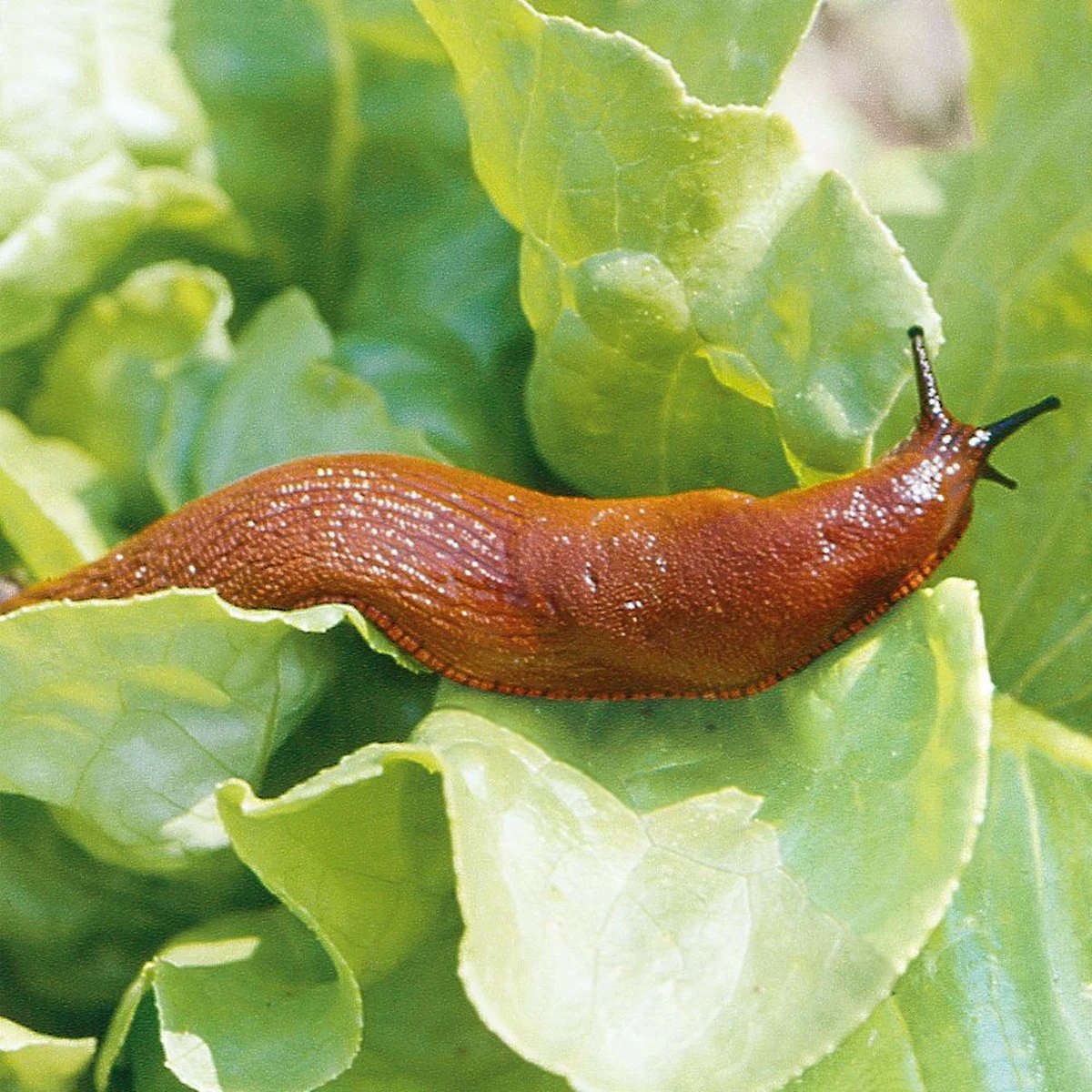 HGX Natuurvriendelijke Korrels Tegen Slakken - 12774N - 400gr - Doodt Slakken Direct - Veilig Voor Andere Dieren - Afbeelding 3