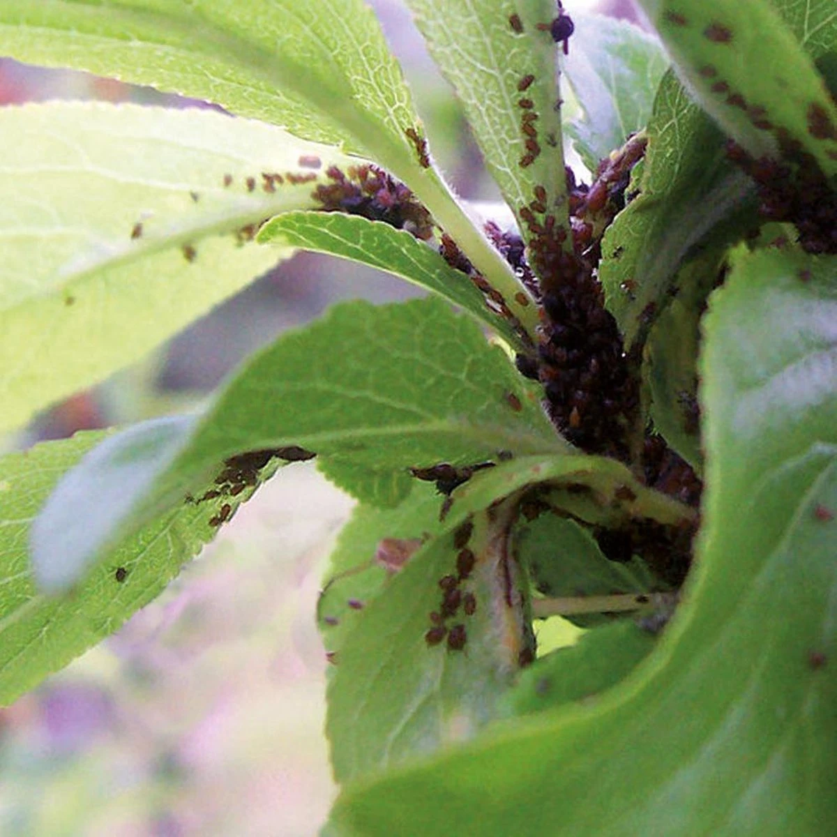 HGX Spray Tegen Bladluizen - 14592N - 400ml - Zeer Effectieve Tegen Bladluis - Snelle Werking - Afbeelding 3