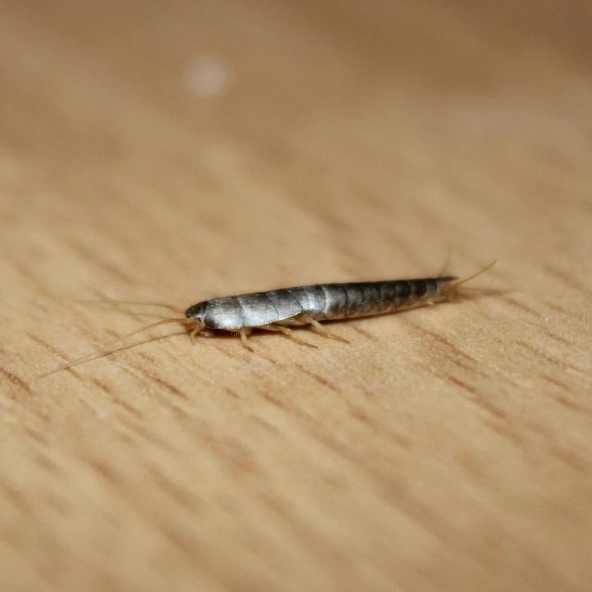 HGX Spray Tegen Zilvervisjes - 13463N - 400ml - Effectief Tegen Zilvervisjes - Vlekvrij - Werkt Tot 6 Weken - Afbeelding 3