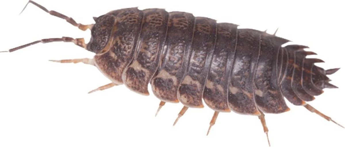 HGX Spray Tegen Kruipend Ongedierte - 12910N - 400ml - Zeer Krachtig Middel - Vlekvrij - Werkt Tot 6 Weken - Afbeelding 3