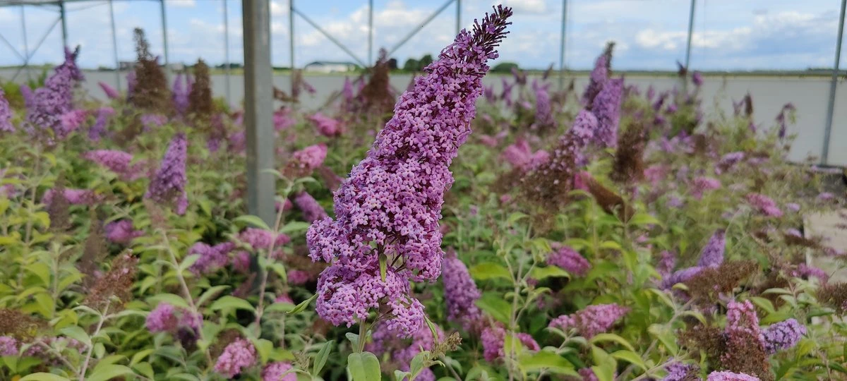 Buddleja 'Pink Delight' Vlinderstruik - 60 Cm - 2 Liter Pot - Afbeelding 2