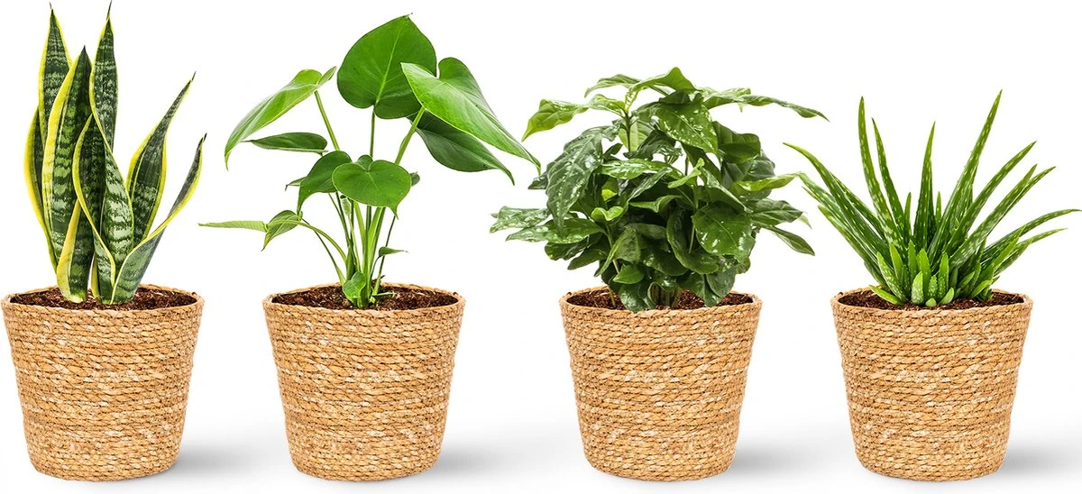 WL Plants - Set Van 4 - Kamerplanten - 1x Aloë Vera, 1x Coffea Arabica, 1x Monstera Deliciosa, 1x Sansevieria Laurentii - 12cm Diameter - Van Professionele Kweek - Groene Planten - Binnen Planten - In Bruine Mand Gemaakt Van Riet - ± 35cm Hoog - Afbeelding 4