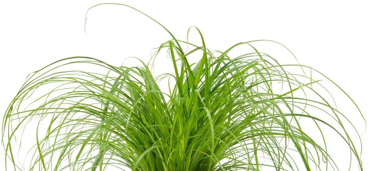 Merkloos ZynesFlora - Cyperus - Kattengras - 2 Stuks - Ø 12 Cm - Hoogte: 25-30 Cm - Kamerplant - Afbeelding 5