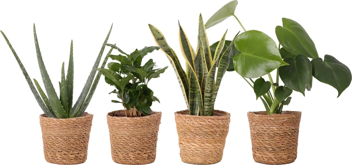 WL Plants - Set Van 4 - Kamerplanten - 1x Aloë Vera, 1x Coffea Arabica, 1x Monstera Deliciosa, 1x Sansevieria Laurentii - 12cm Diameter - Van Professionele Kweek - Groene Planten - Binnen Planten - In Bruine Mand Gemaakt Van Riet - ± 35cm Hoog