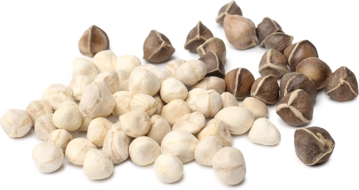 Moringa Oleifera Zaden - Zelf Moringa Oleifera Kweken - Moringa's Finest - Afbeelding 2