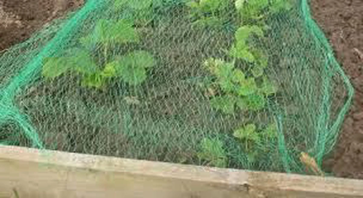 Merkloos Extra Sterk Groen Vogelnet – 5 X 4 Meter – Maaswijdte 30 Mm | Tuinnet Vogels - Afbeelding 7