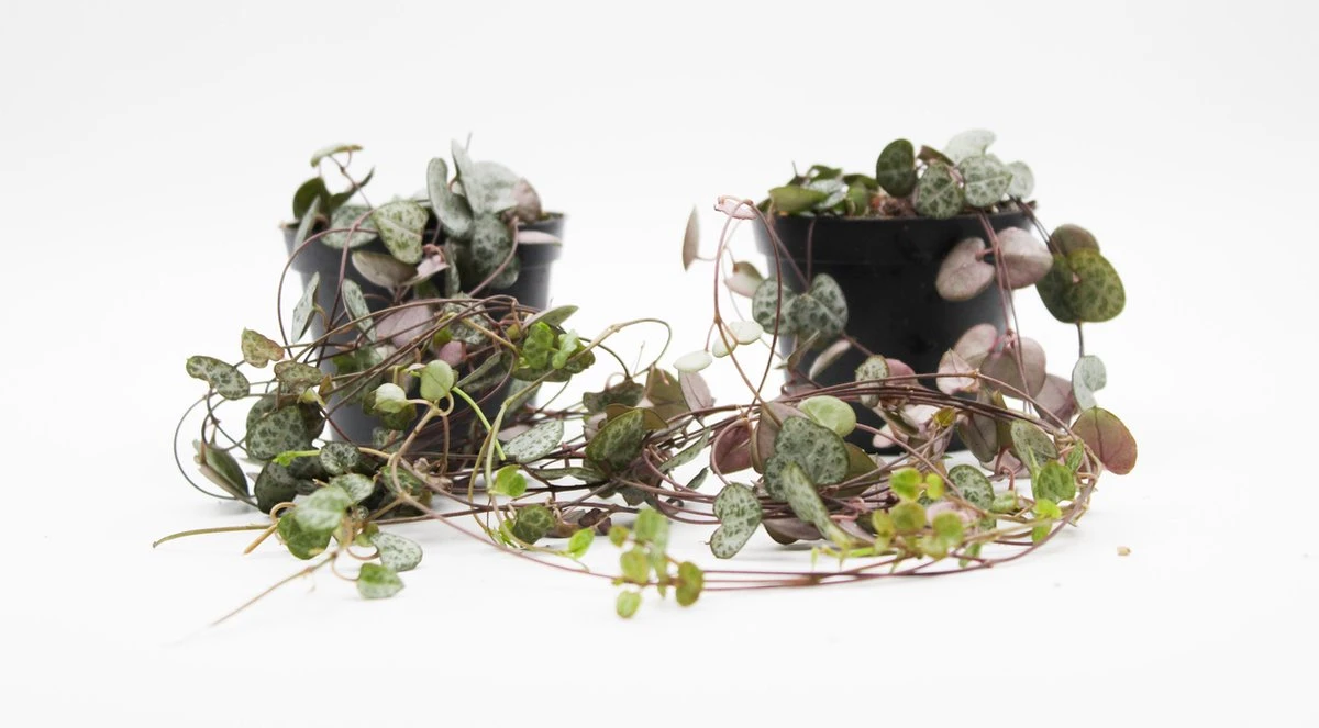 Ikhebeencactus Ceropegia Woodii String Of Hearts Chinees Lantaarn Hangplant 2 Stuks 8cm Pot