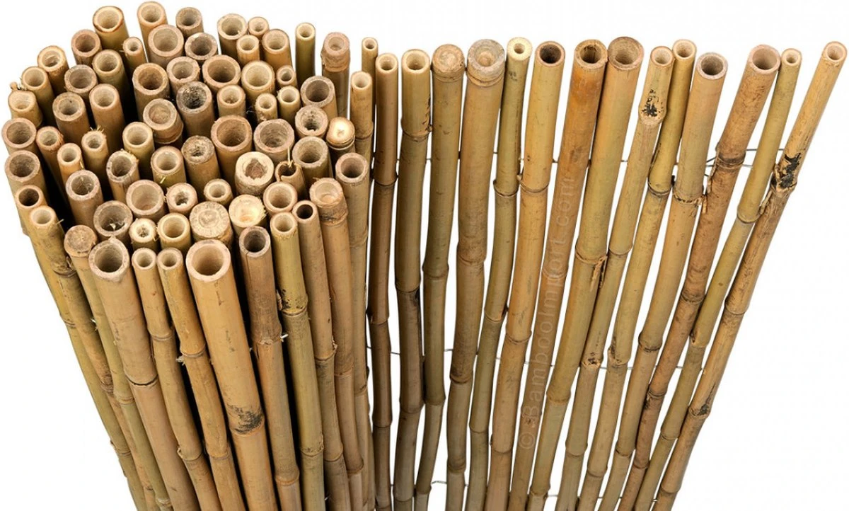 Bamboo Import Europe Bamboemat Op Rol Budget 180 X 180 Cm - Afbeelding 2