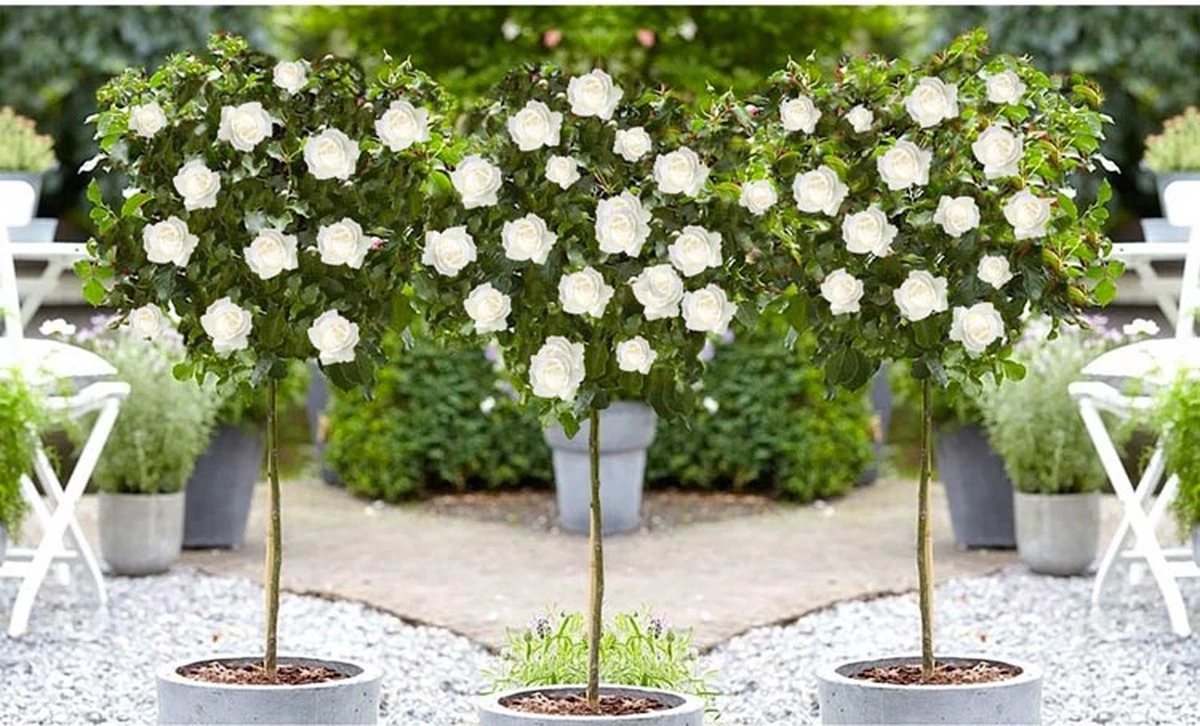 Stamrozen 3x XXL - Buitenplant - Grootbloemig - OH2 - Winterhard - Heerlijke Geur - Wit- Stamrozen 120-140 Cm - Afbeelding 3