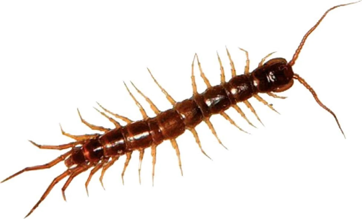 HGX Spray Tegen Kruipend Ongedierte - 12910N - 400ml - Zeer Krachtig Middel - Vlekvrij - Werkt Tot 6 Weken - Afbeelding 5