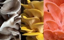 ToshiFarm Broed Voor Grijze Gele En Roze Oesterzwammen - Triple Pack - 150 Gram