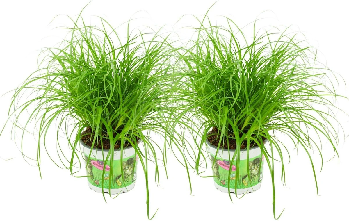 Merkloos ZynesFlora - Cyperus - Kattengras - 2 Stuks - Ø 12 Cm - Hoogte: 25-30 Cm - Kamerplant