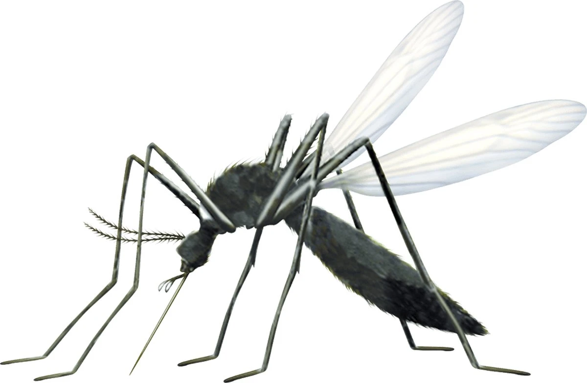 Vapona Anti Muggenstekker - Insectenbestrijding - 45 Nachten - Afbeelding 3