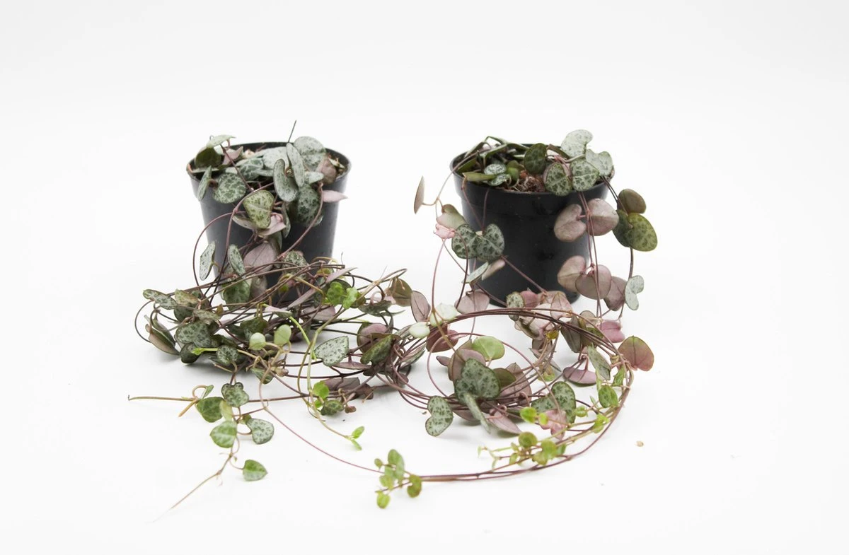 Ikhebeencactus Ceropegia Woodii String Of Hearts Chinees Lantaarn Hangplant 2 Stuks 8cm Pot - Afbeelding 2