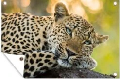 Tuinposter - Tuindoek - Tuinposters Buiten - Luipaard - Natuur - Zonsondergang - 120x80 Cm - Tuin