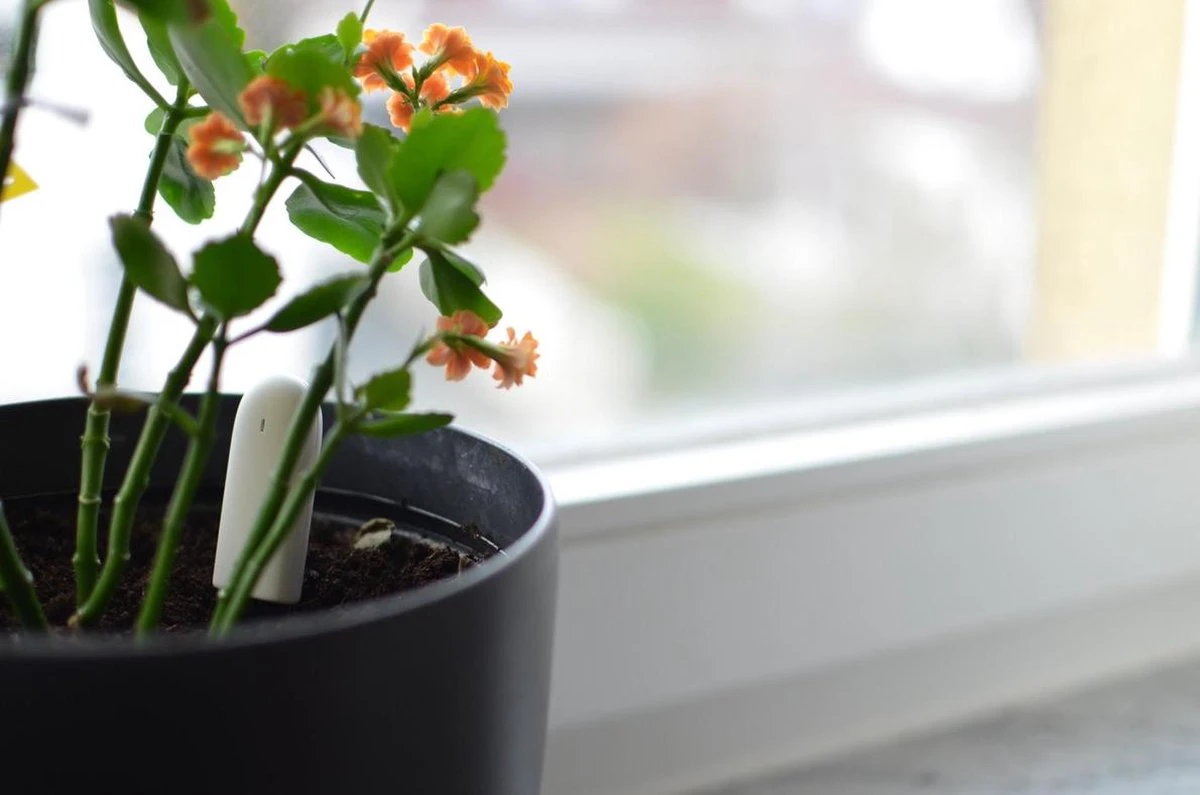 Xiaomi HHCC - Flower Care Smart Plant Sensor | Houdt De Welzijn Van De Planten Goed In De Gaten!! - Afbeelding 2