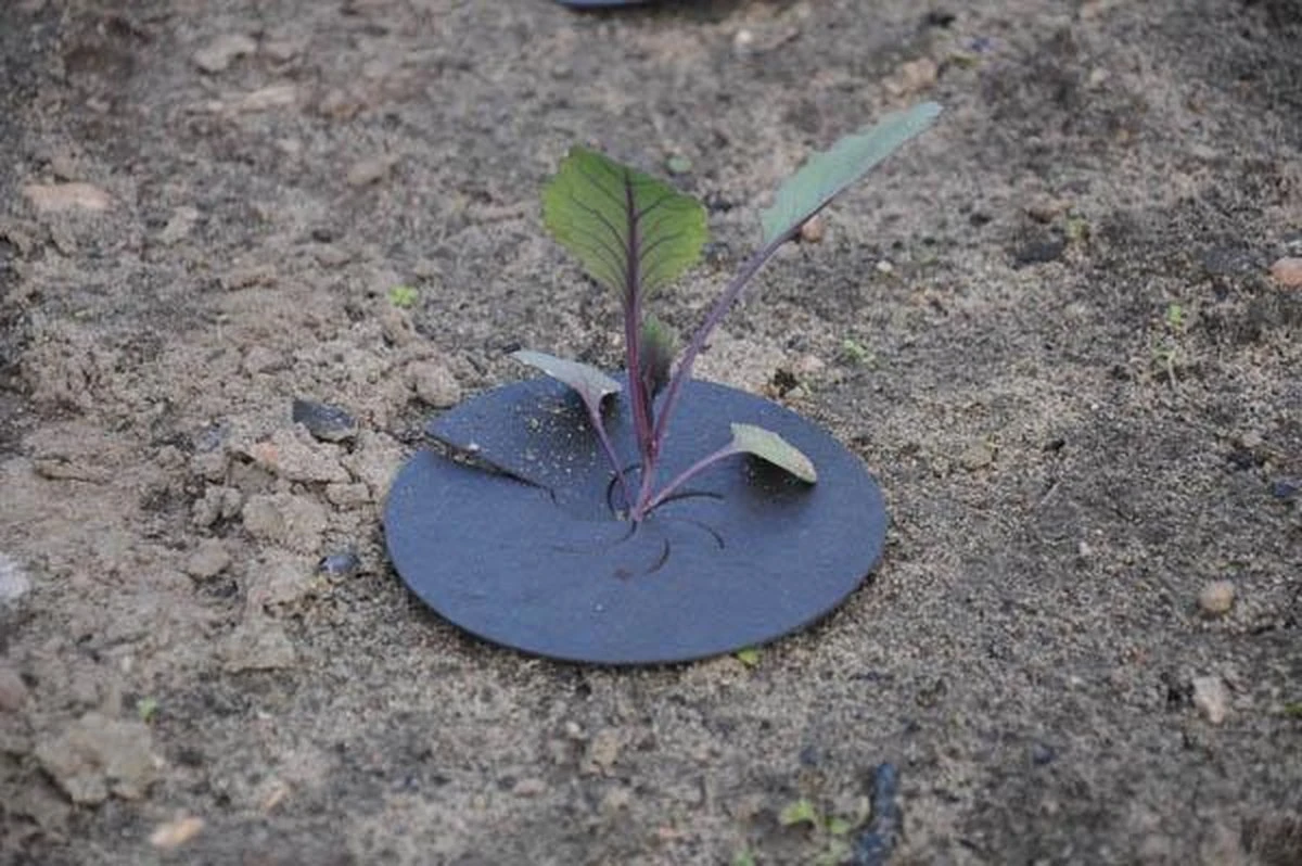 Schachti Koolkraag Tegen Koolvlieg - Voorkom Koolvlieg - 25 Stuks - Ongediertewering - Makkelijk Bruikbaar