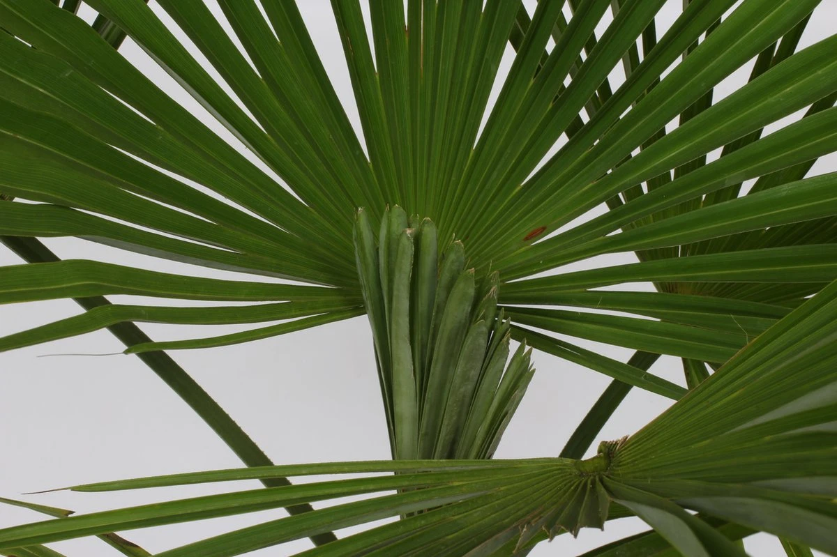 Winterharde Palmboom - Trachycarpus Fortunei 100cm - Afbeelding 3