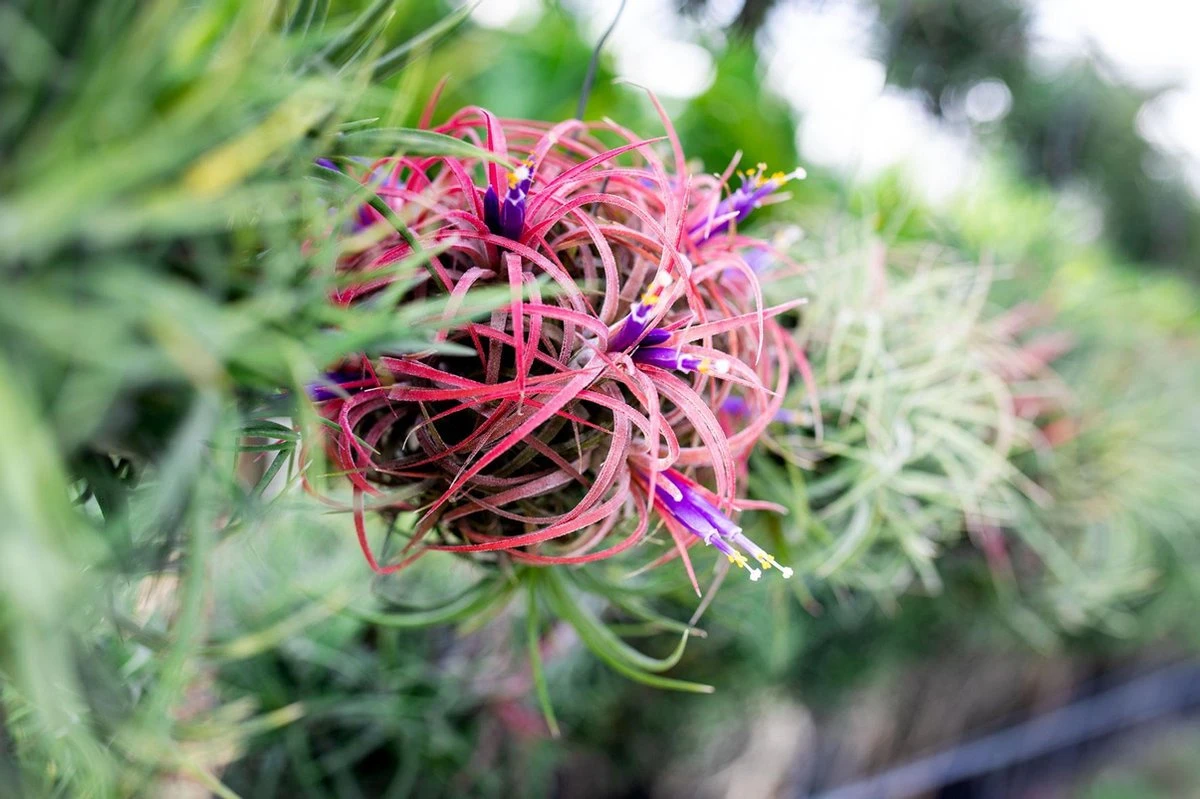 Deco Frame Met Airplant Tillandsia(S) - Afbeelding 2