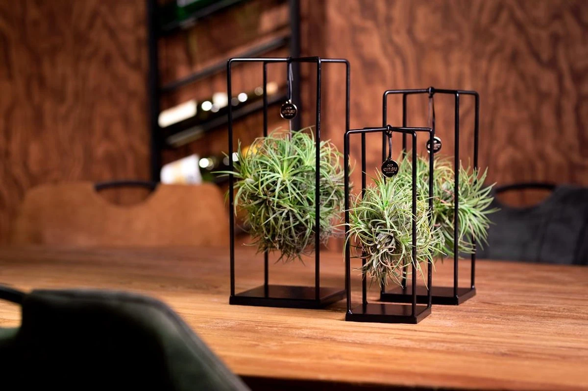 Deco Frame Met Airplant Tillandsia(S) - Afbeelding 3