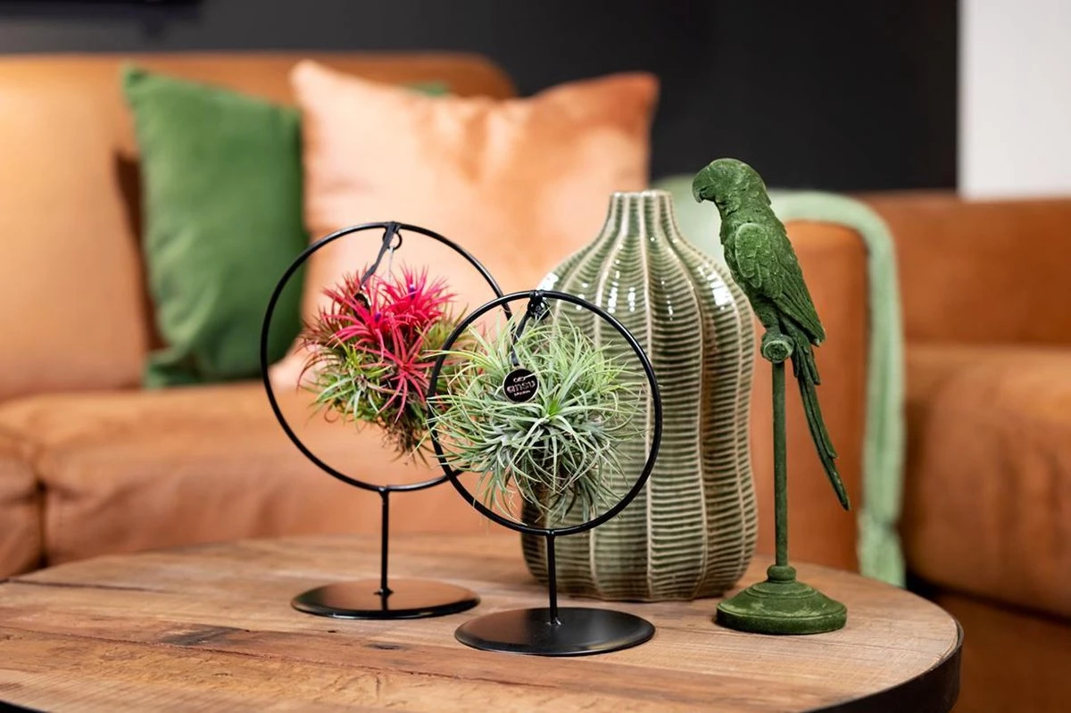 Deco Frame Rond Met Tillandsia Airplant Bol (S) - Afbeelding 2