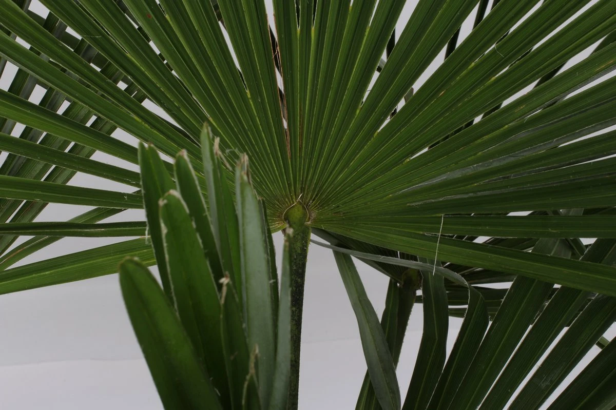 Winterharde Plamboom - Trachycarpus Fortunei 130cm - Afbeelding 3