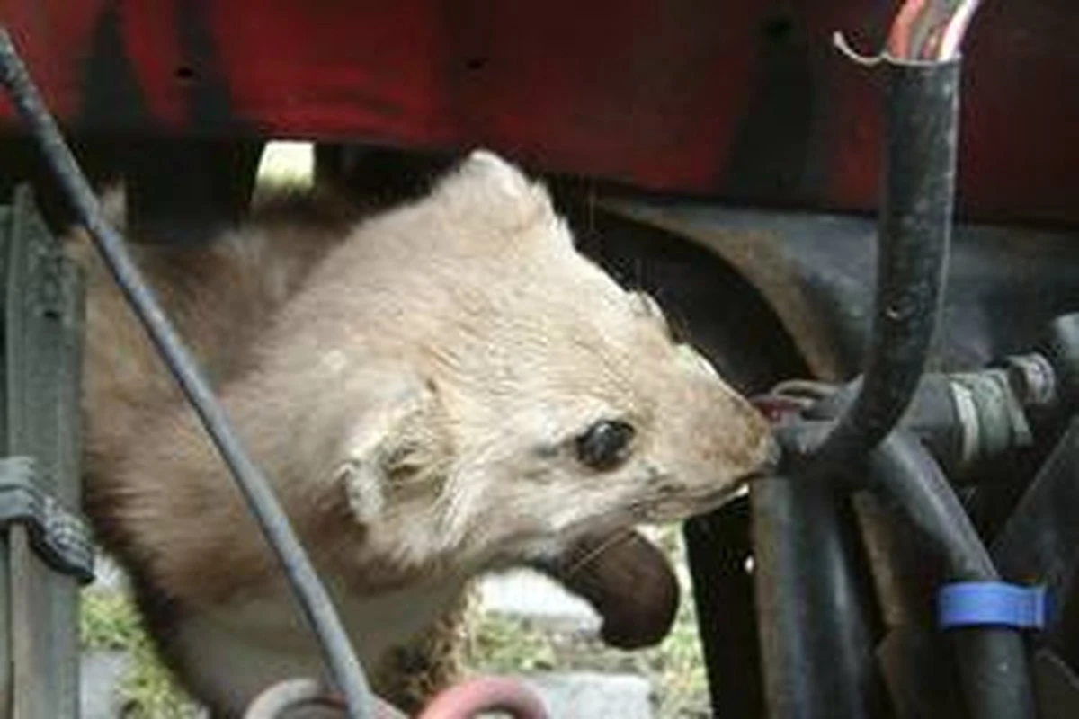 Motip Anti-marterspray - 500 Ml. - Afbeelding 3