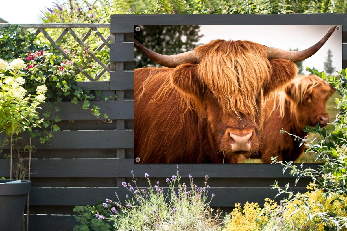 Tuinposter - Tuindoek - Tuinposters Buiten - Schotse Hooglanders - Bruin - Gras - 120x80 Cm - Tuin - Afbeelding 6