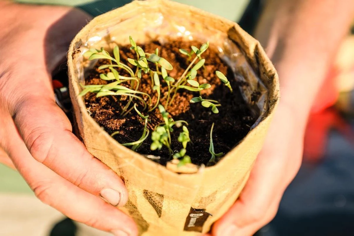 Van 32,95 Voor 24,95 3 Stuks Moestuin Kweekset Aardbei, Tomaat Paprika GRATIS VERZENDING - Afbeelding 3