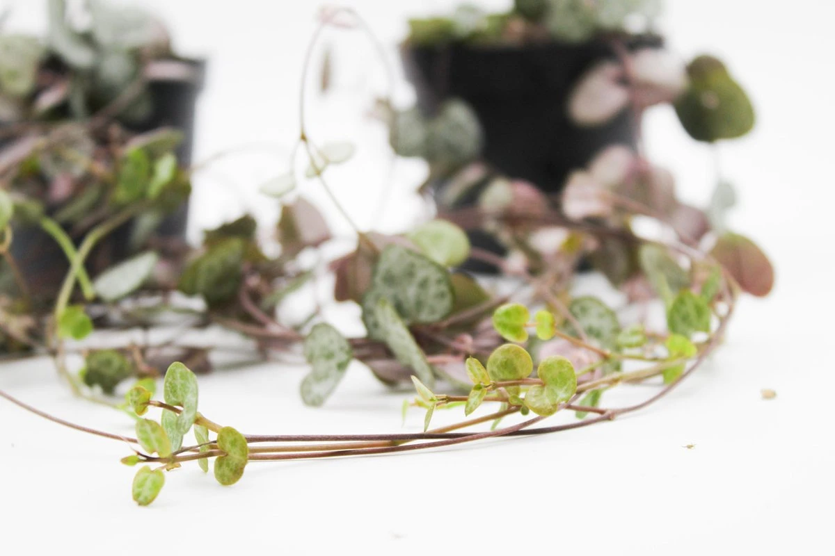 Ikhebeencactus Ceropegia Woodii String Of Hearts Chinees Lantaarn Hangplant 2 Stuks 8cm Pot - Afbeelding 3