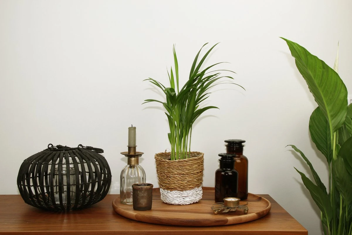 Areca In Siermand Amber Wit – Luchtzuiverende Kamerplant – Eenvoudig Te Onderhouden Goudpalm - ↕35-50cm - Ø13 – Geleverd Met Plantenpot – Vers Uit De Kwekerij - Afbeelding 4